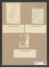 Coscinodiscus lewisianus Grev. (de-Toni-Nr.: Genus 202, Species 5446) Zeichnungen Sammlung Grunow Nr. 8898 (NHMW-BOT-W0378552)